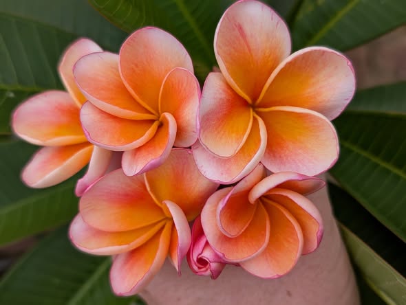Orange Jennifer Cocktails frangipani blooms in vibrant orange, golden yellow and soft pink