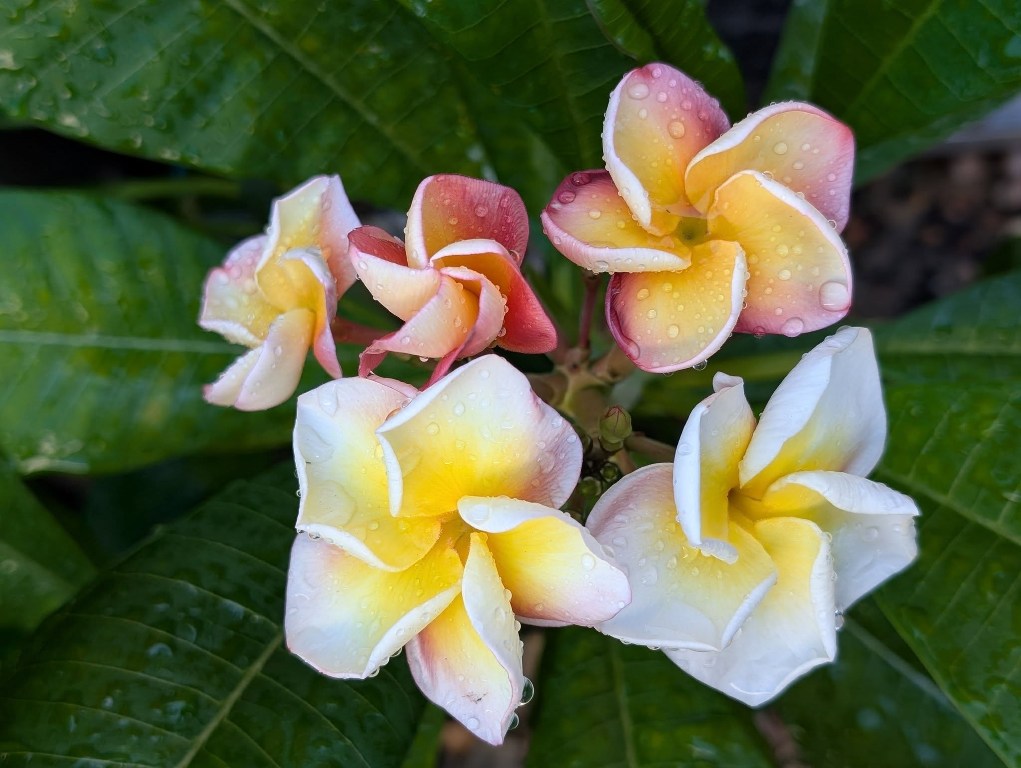 Orange Purple frangipani flower