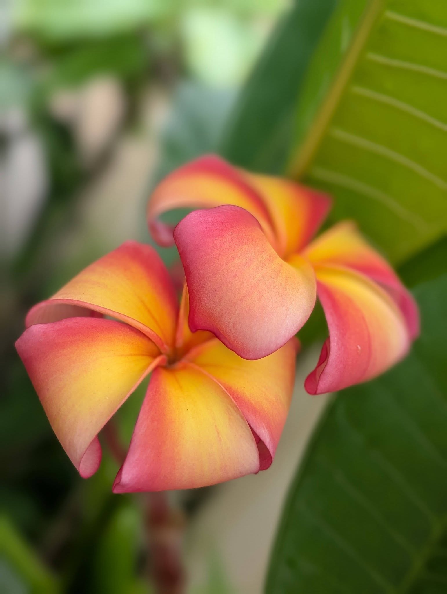 Orange Splendour frangipani flower