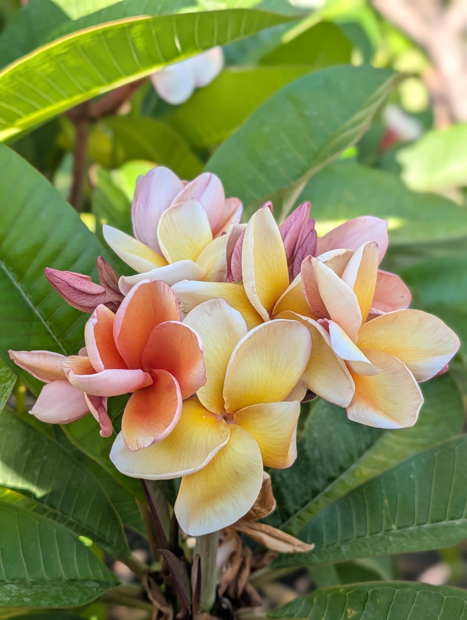 Parameno frangipani flower