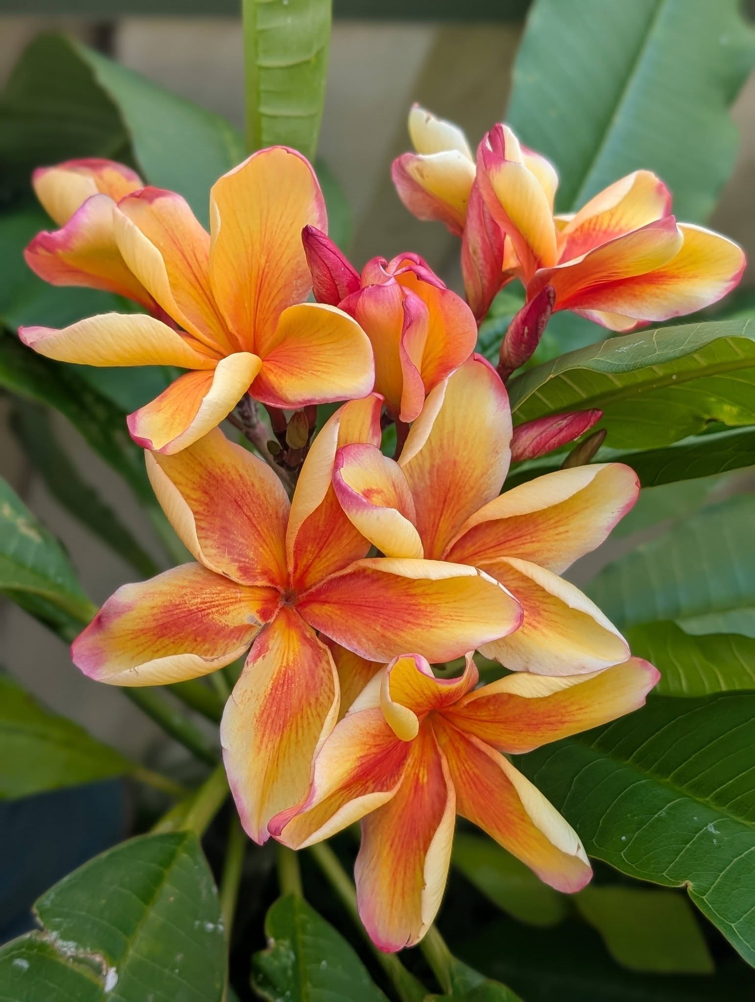Perth Fire frangipani flower