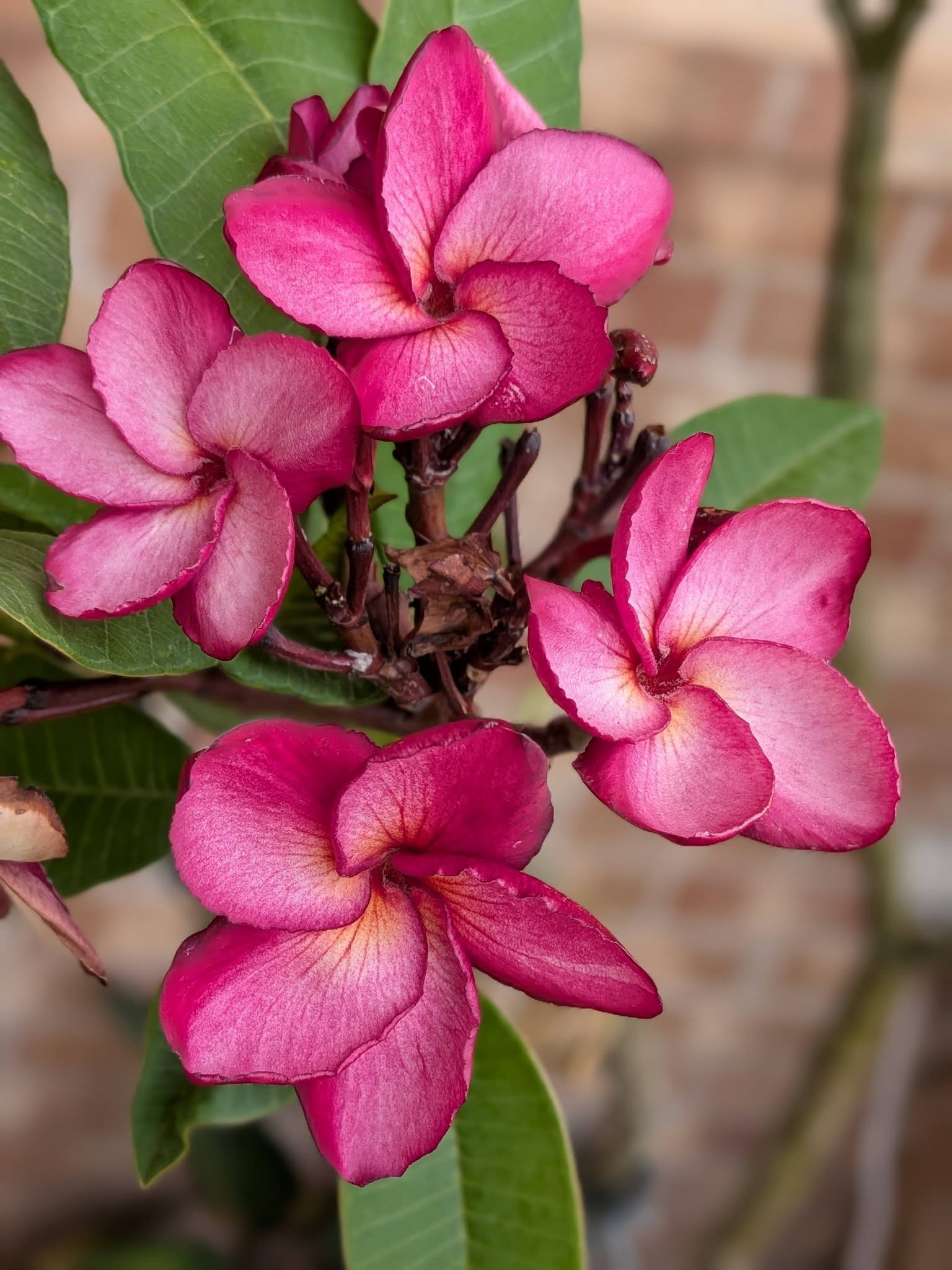 Phantom frangipani flower