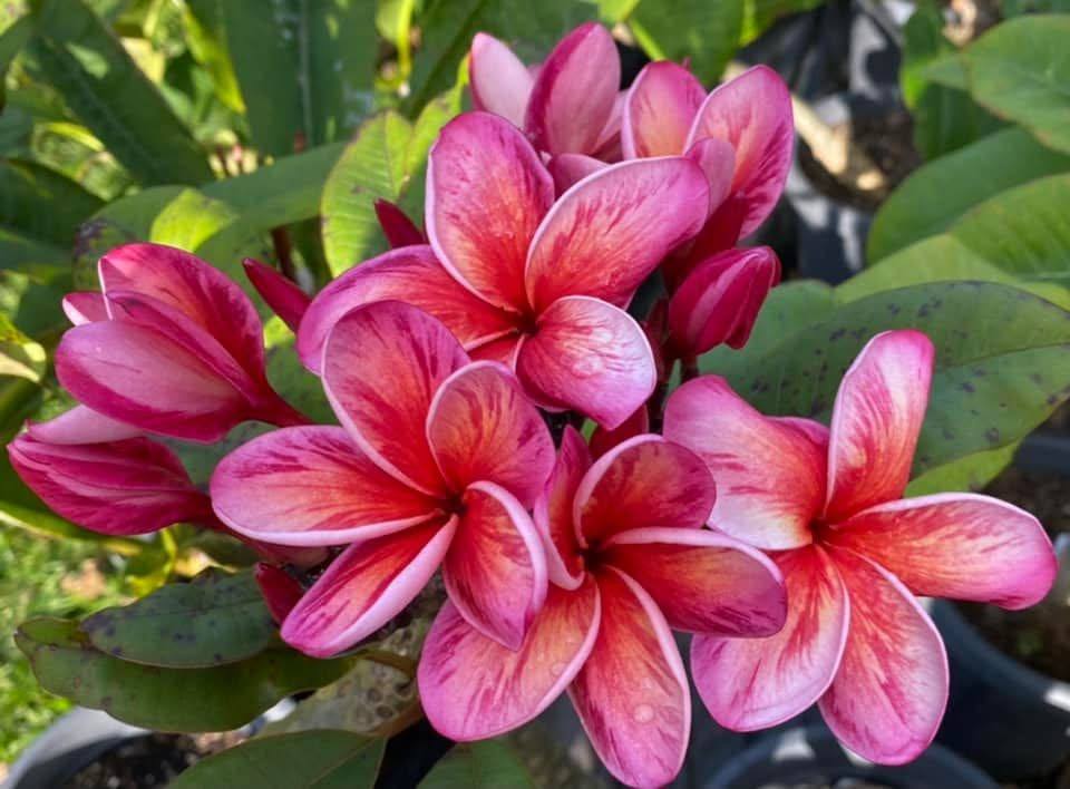 Phoenix Sun frangipani flower