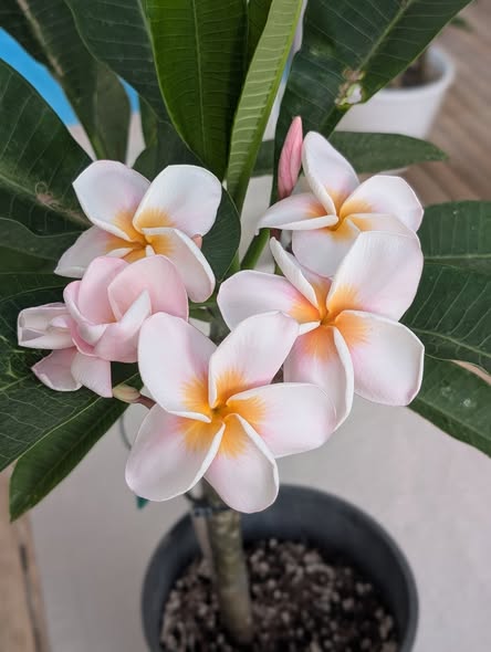 Pink Orathai frangipani flower