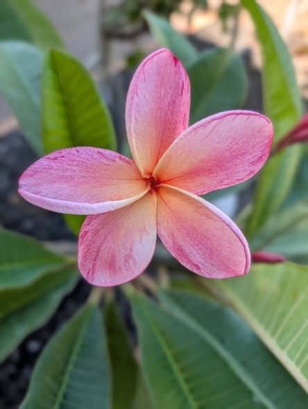 Ploy Chompoo frangipani flower