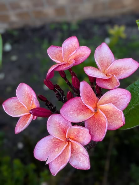 Poxy Peony frangipani flower