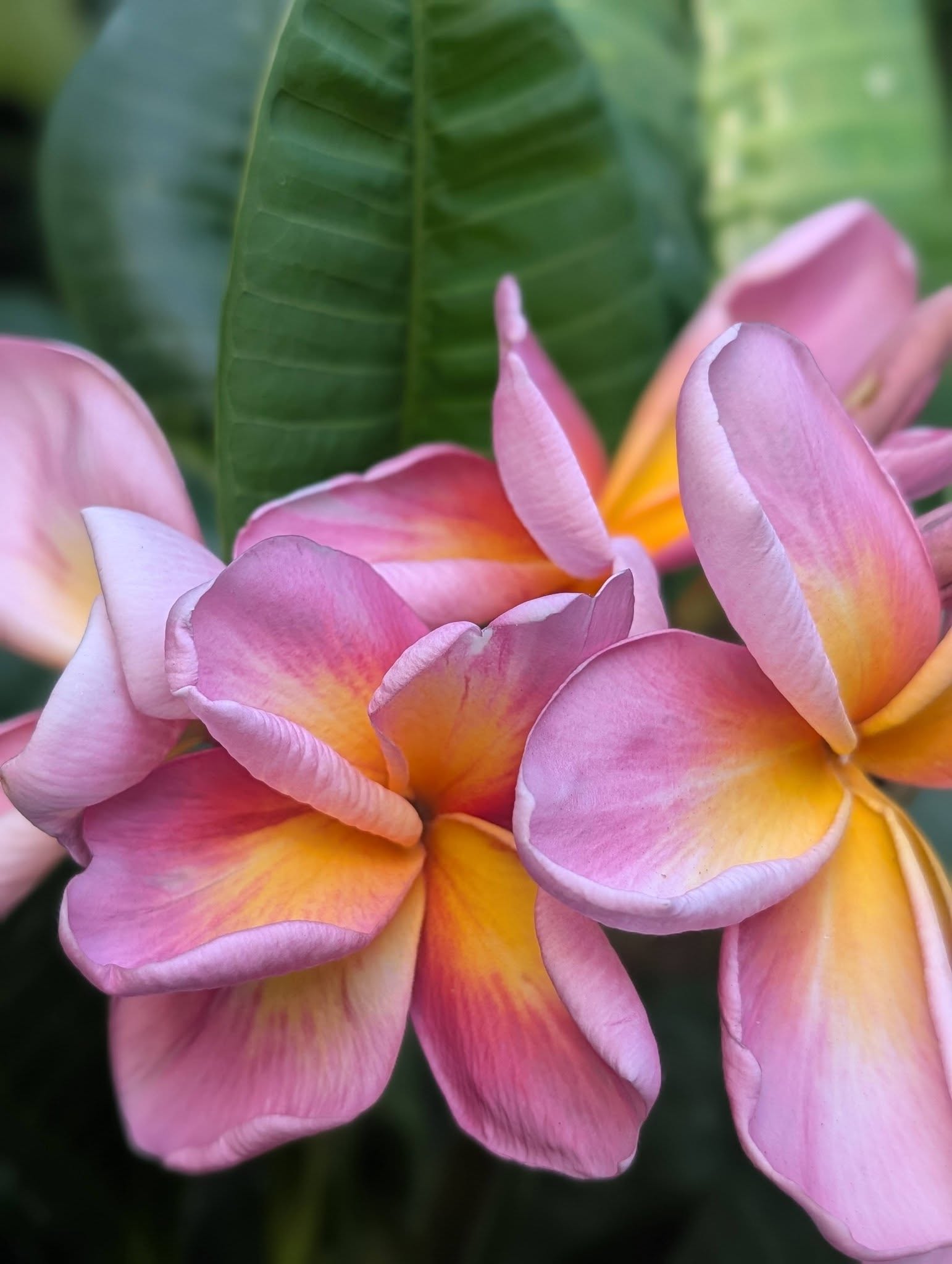 Pride of Nui frangipani flower