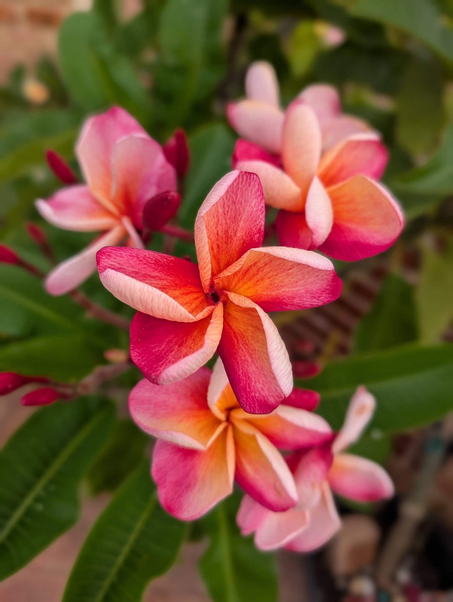 Princess Madeira frangipani flower