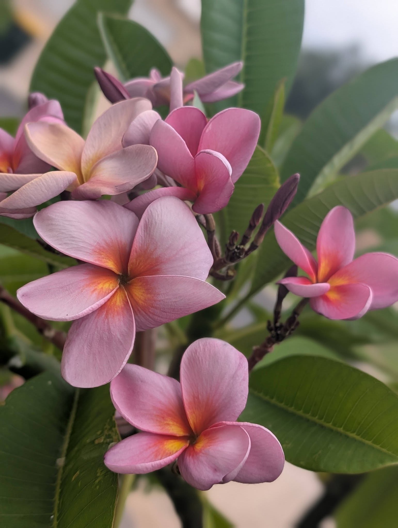 Purple Serendipity frangipani blooms in dusky mauve, pink and amber