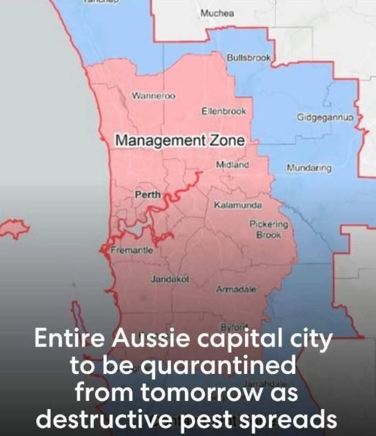 Supplied reference image of the Perth polyphagous shot-hole borer Quarantine Area