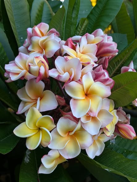 Queen of Penang frangipani flower