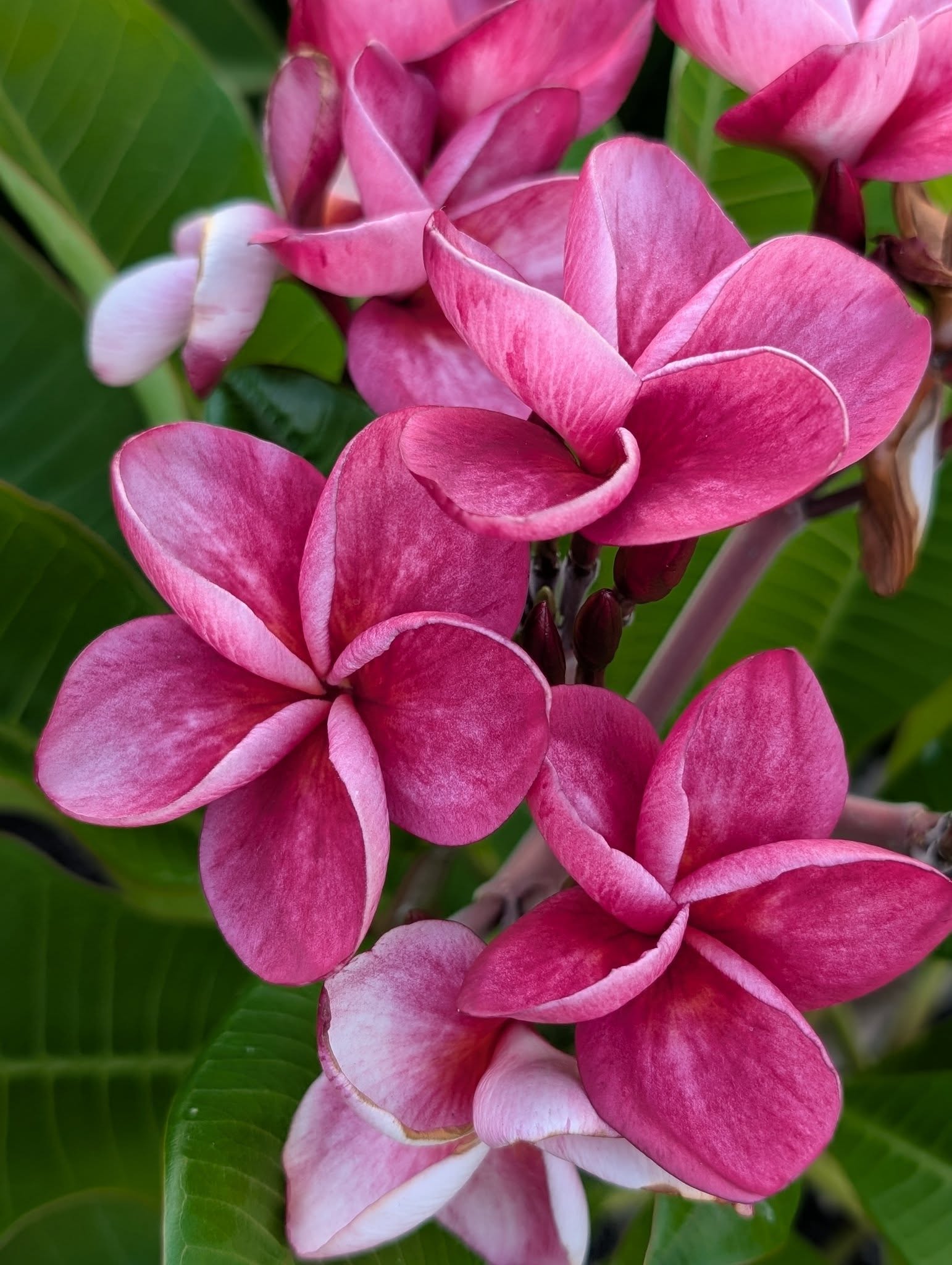 Red Manic flowers