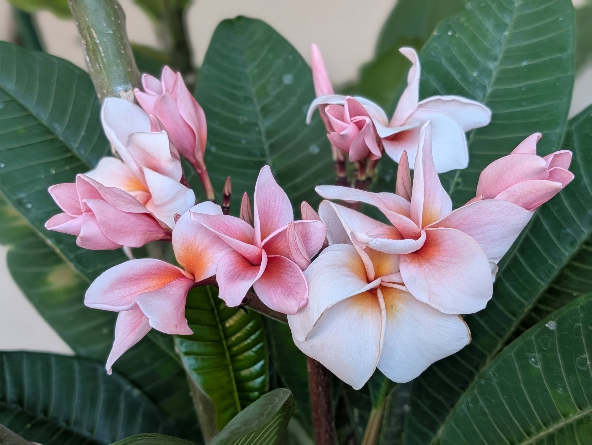 Rung Sirichoke frangipani flower