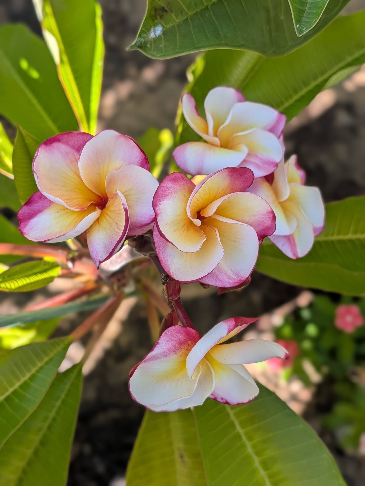 Santa’s Gift frangipani flowers with creamy petals, golden centres and raspberry edges