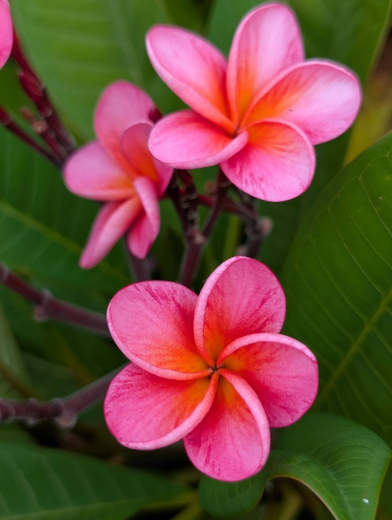 SB Camille Rose flowers