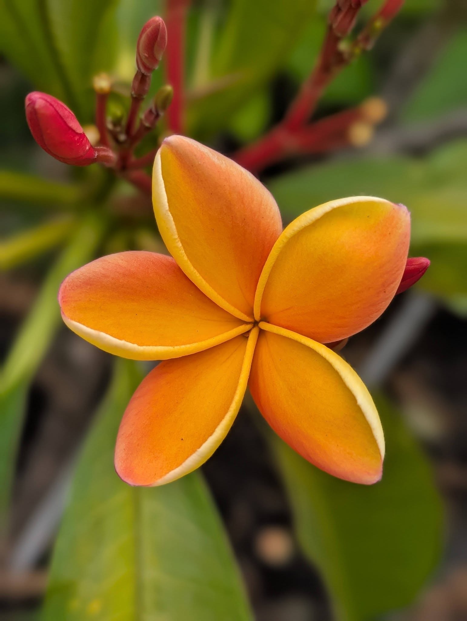 SB Dijon frangipani flower