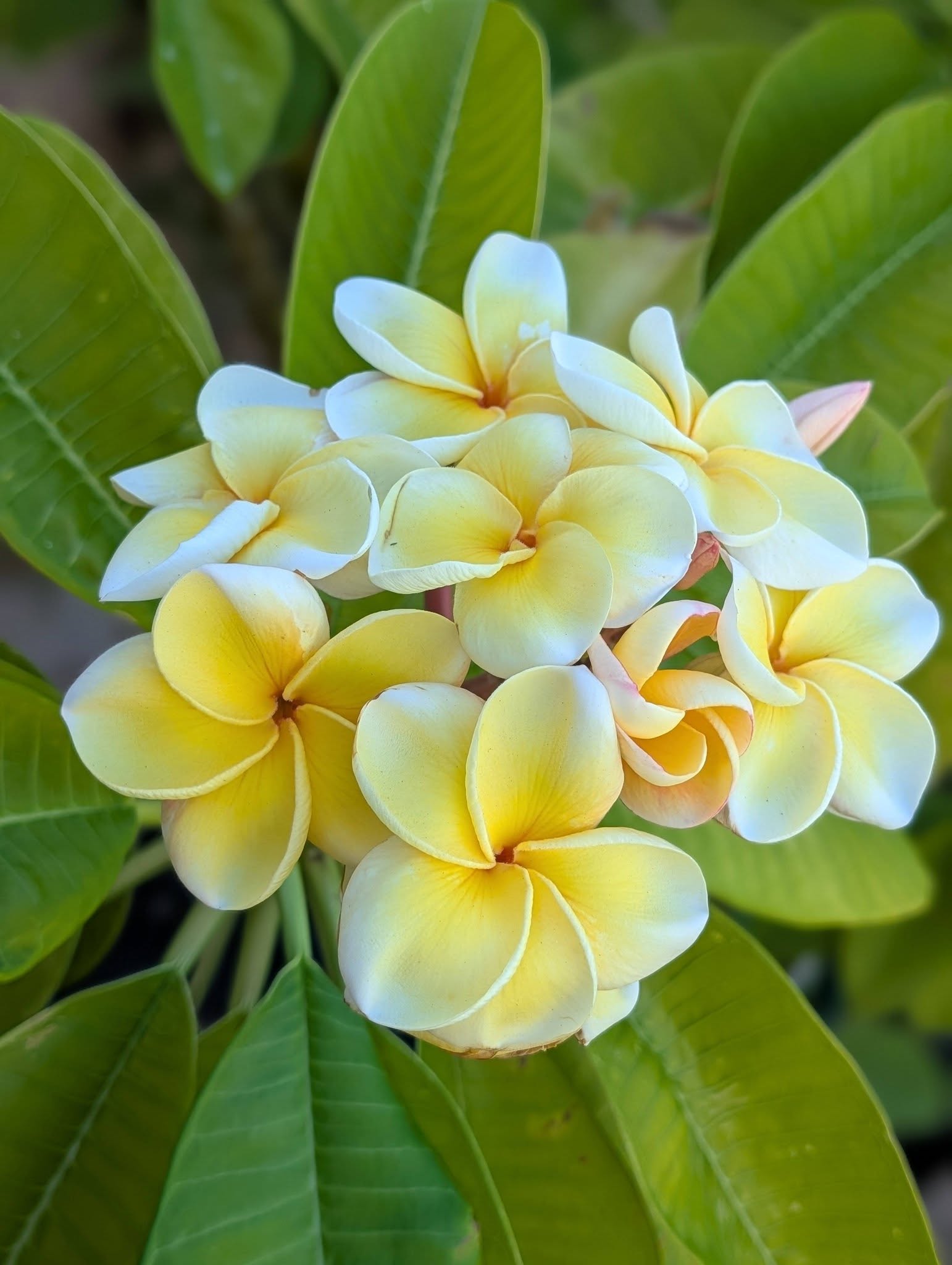 SB Lemon Éclair flowers