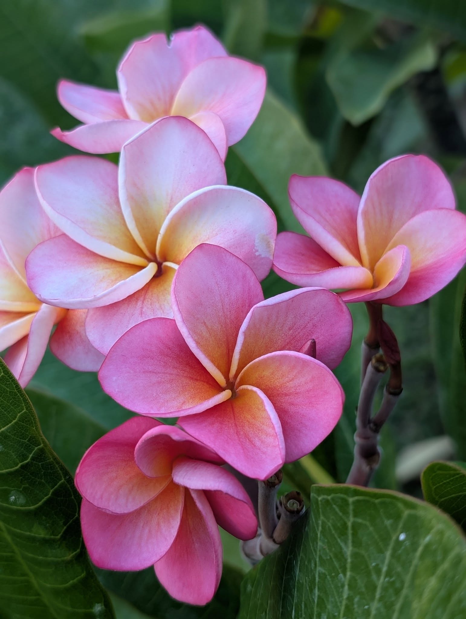 SB Life’s Spectrum flowers