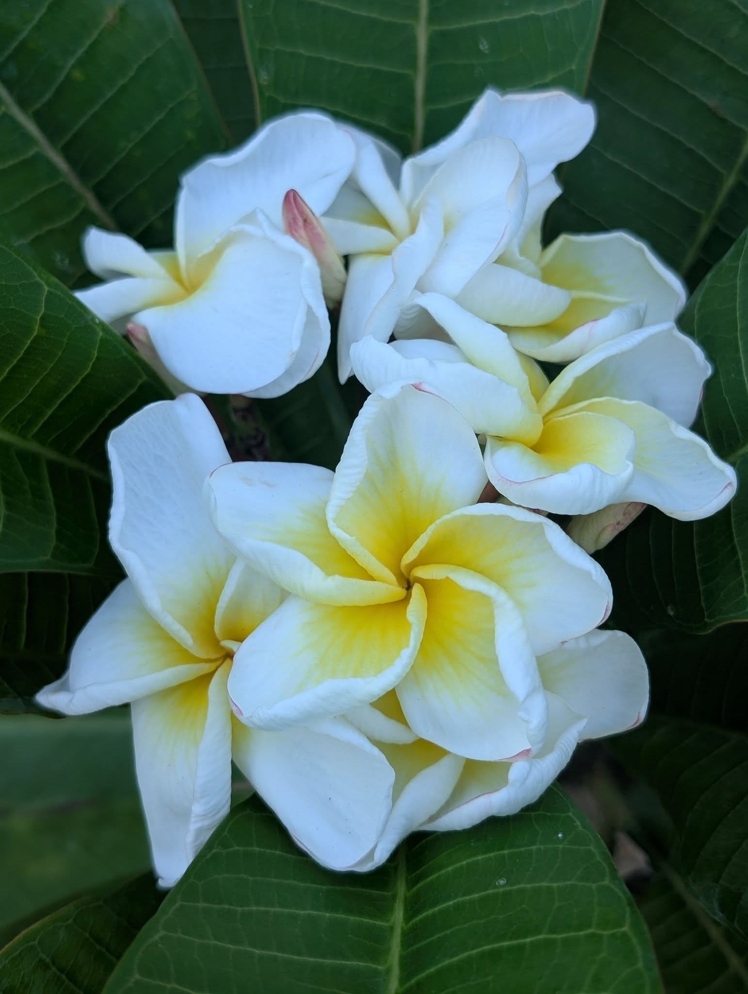 SB Pavlova frangipani flower