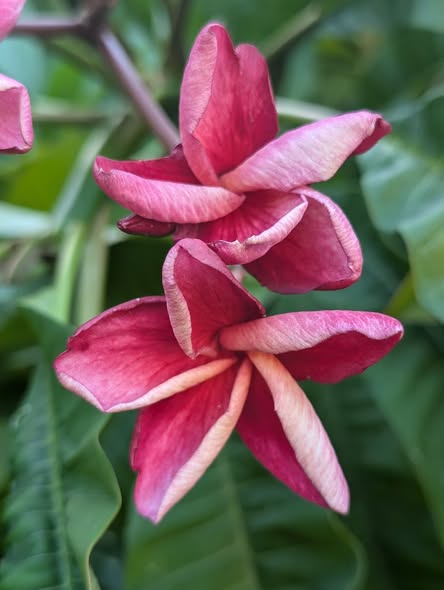 SB Seduction frangipani flower