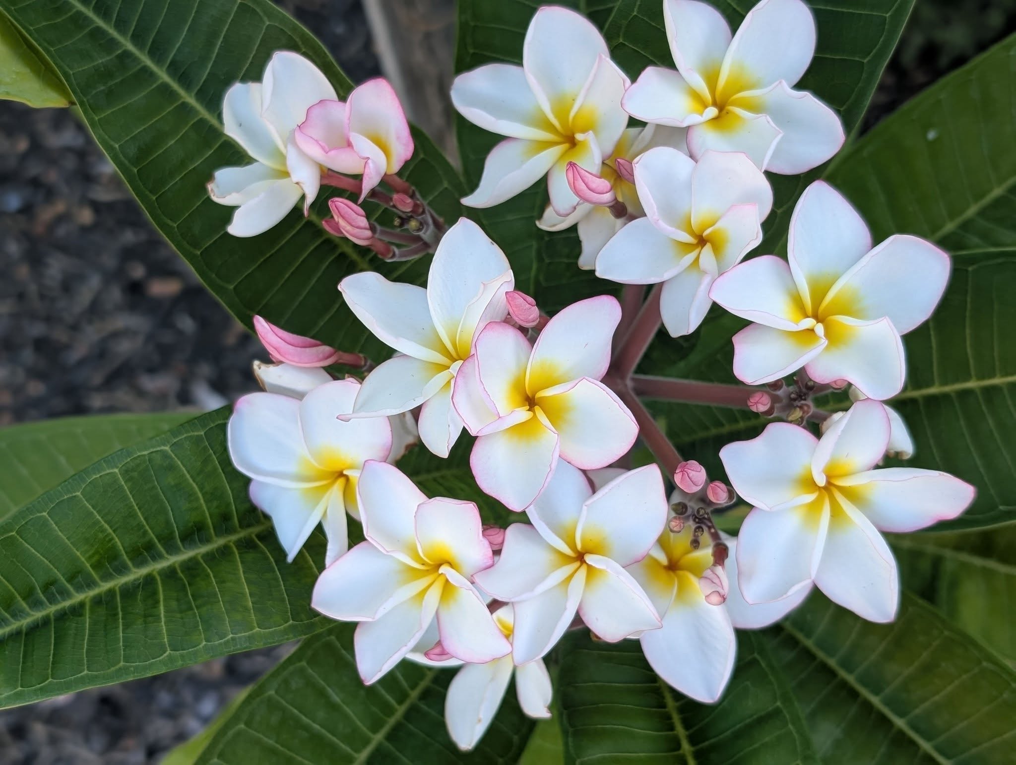 SB Unity frangipani flower