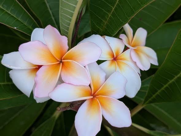 SB Whispering Dawn frangipani flower