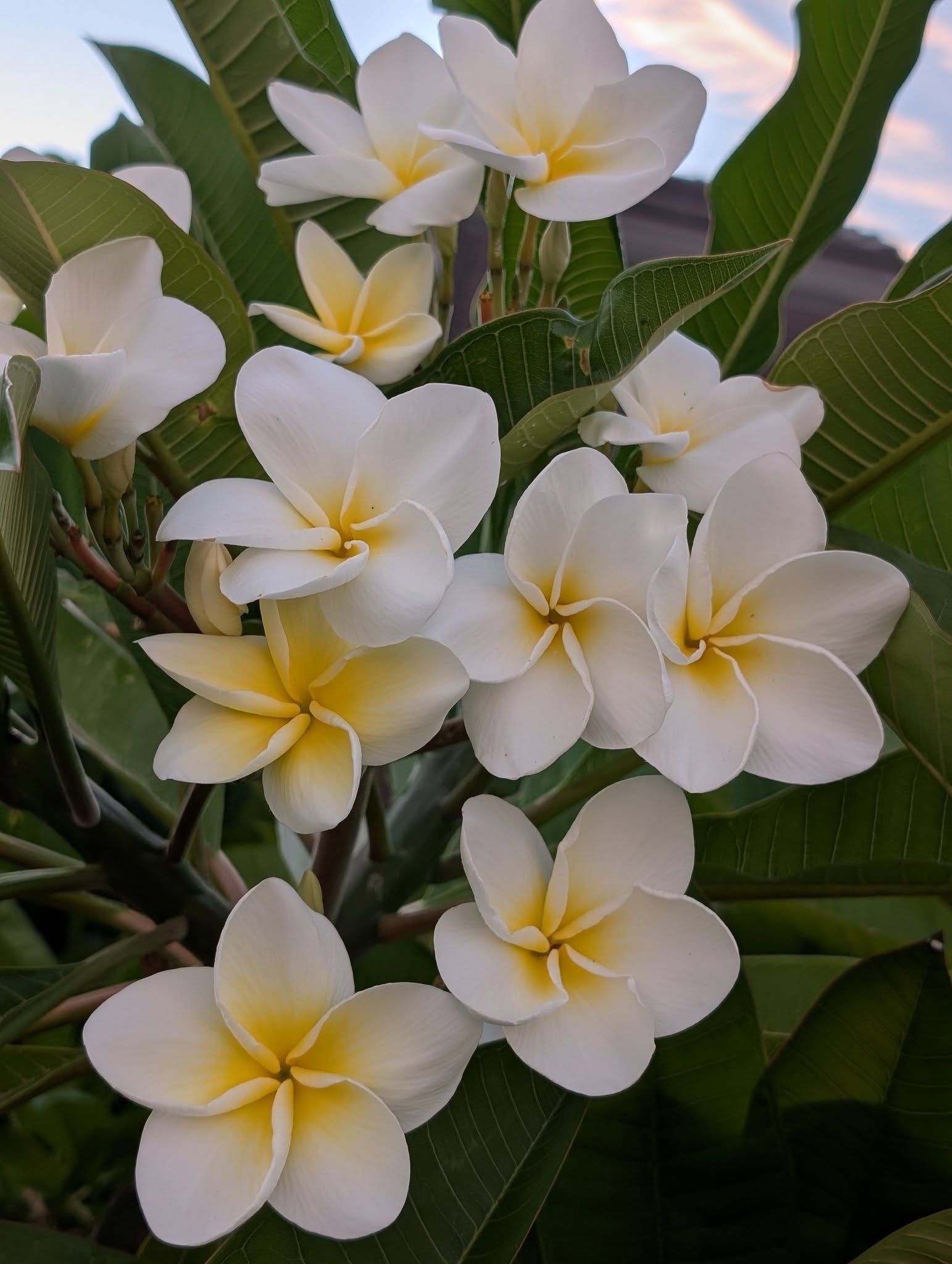 SH Great White frangipani flower