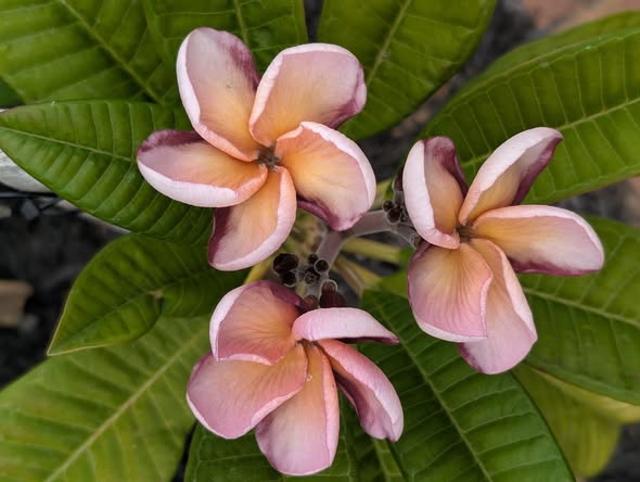 Shawnee frangipani flower