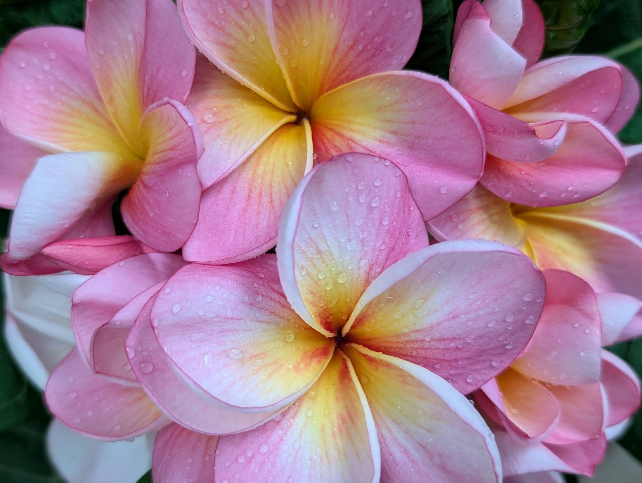 Silk Passion frangipani flower