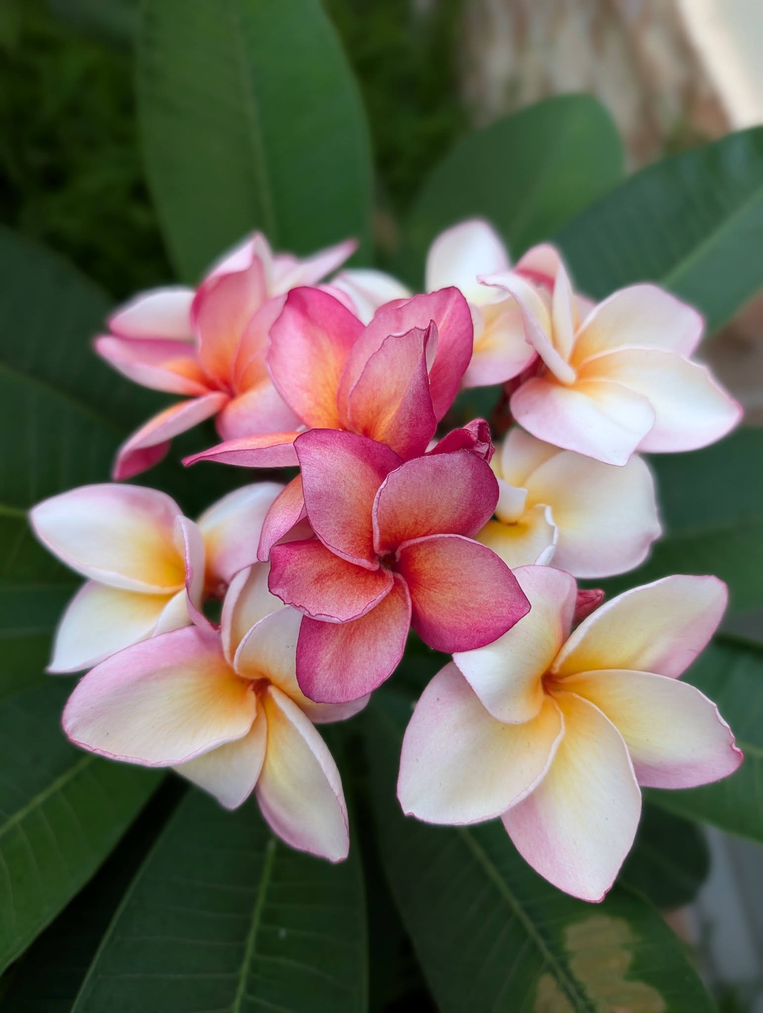 SJ Jubilee frangipani flower