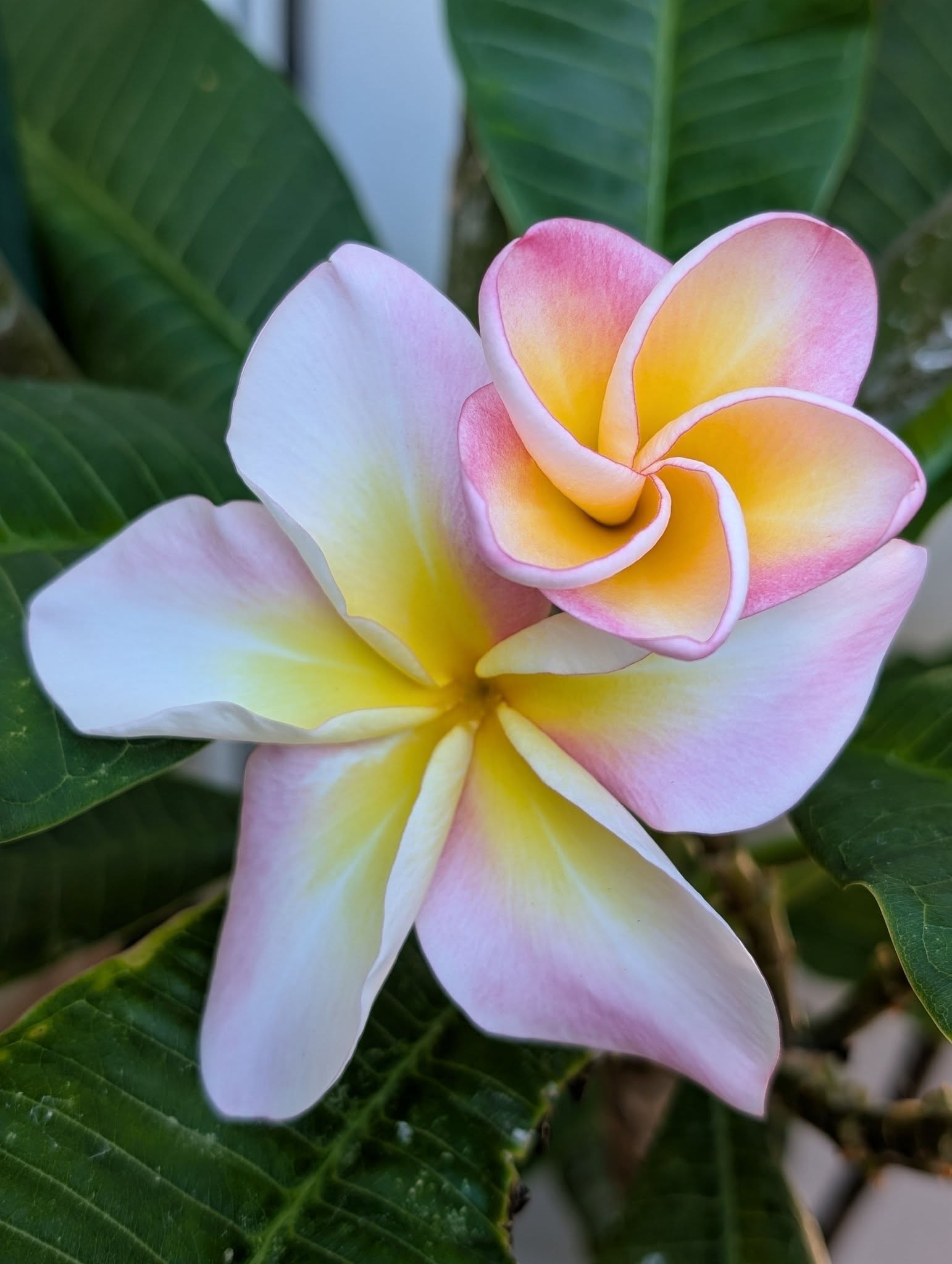 SJ Miss Songkran frangipani flower
