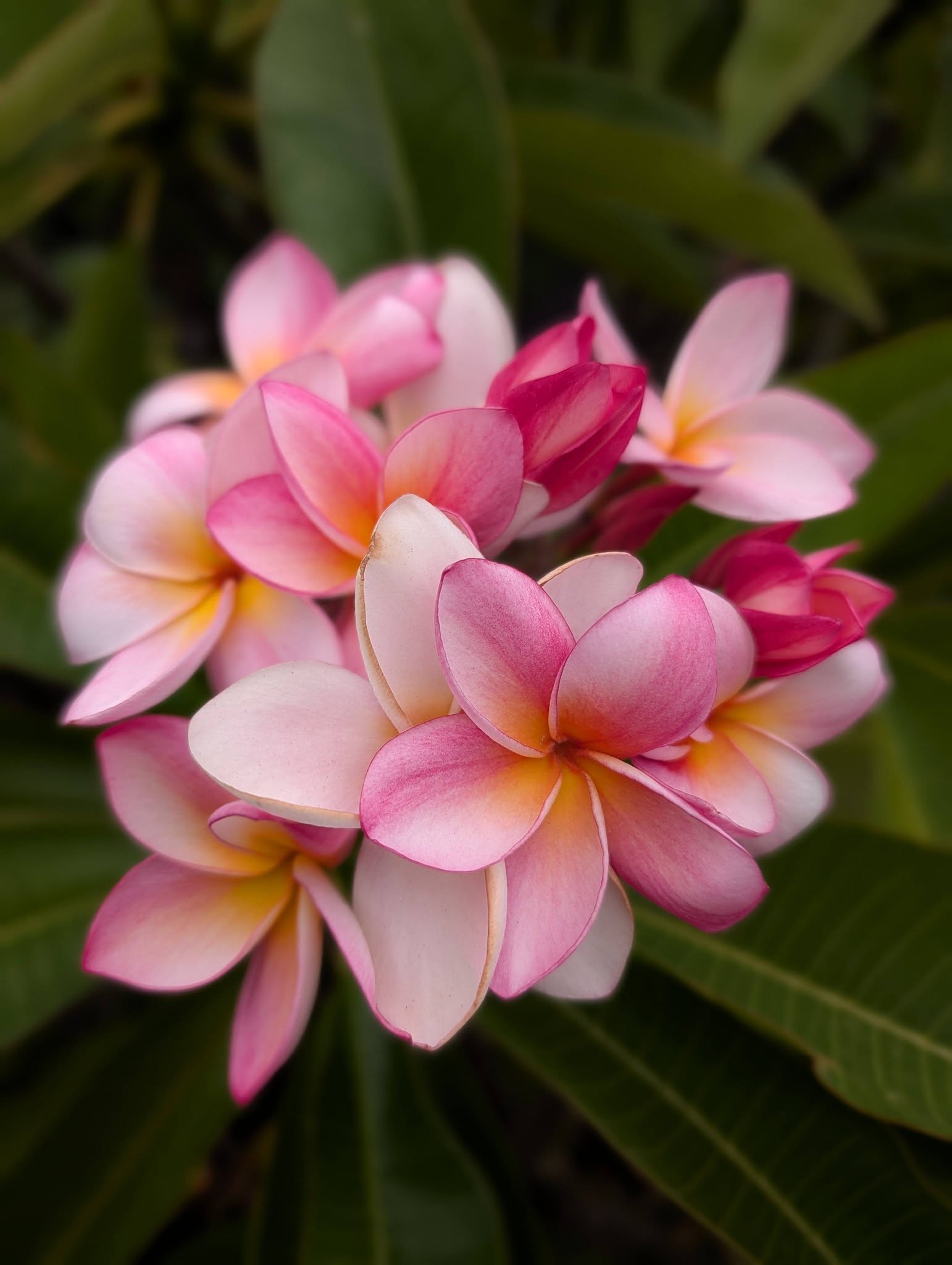 SJ Summer Breeze frangipani blooms in sorbet pink, yellow and creamy white
