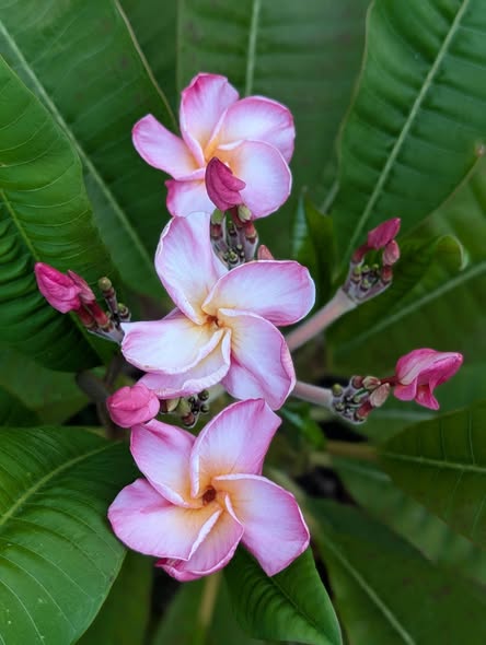 SJ UFO frangipani blooms with creamy petals, electric pink edges and golden centres