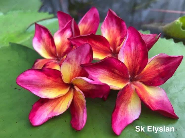 SK Elysian frangipani flower