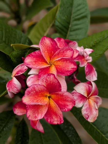 Tapestry frangipani flower