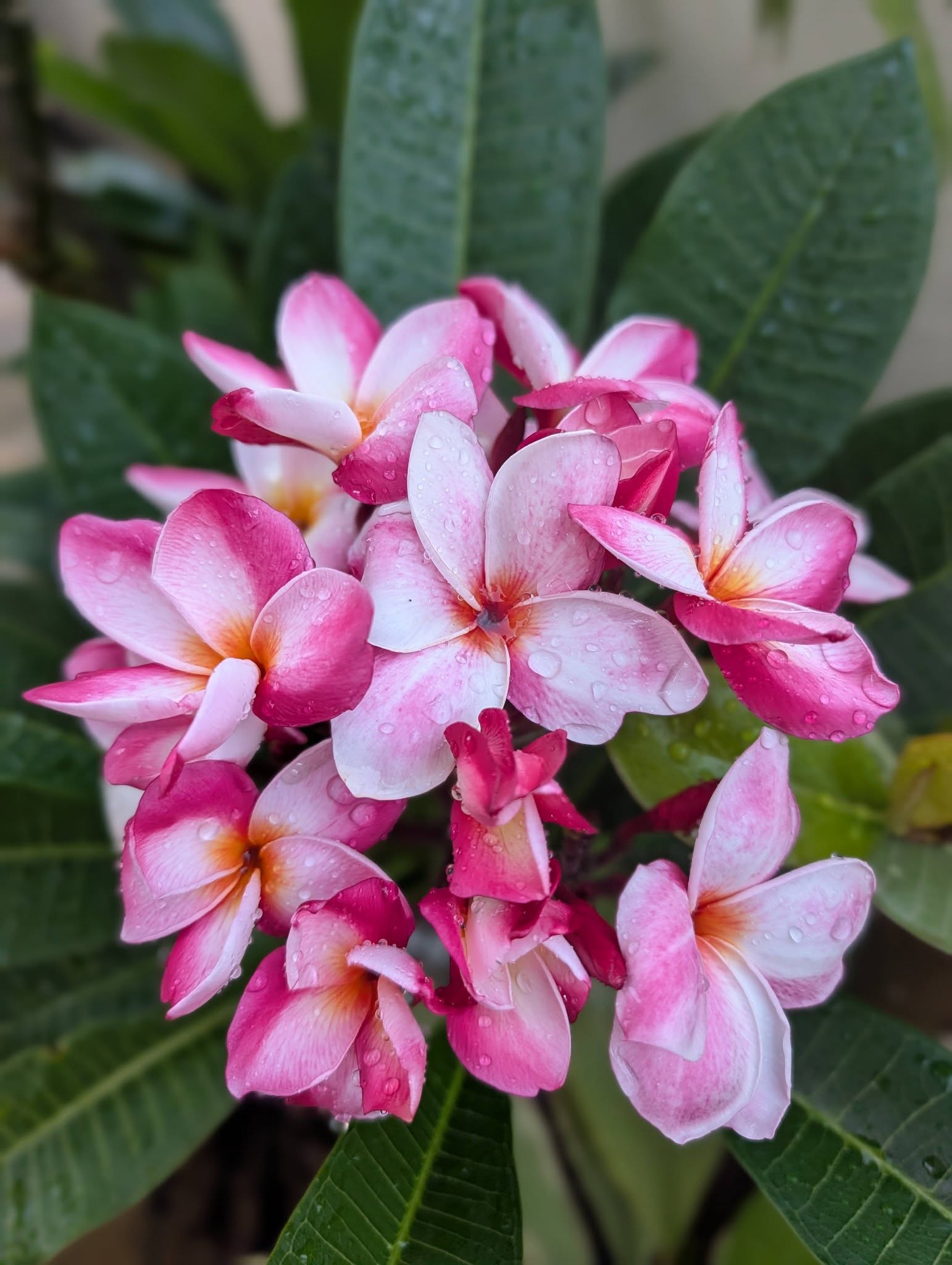 Tempest frangipani flower