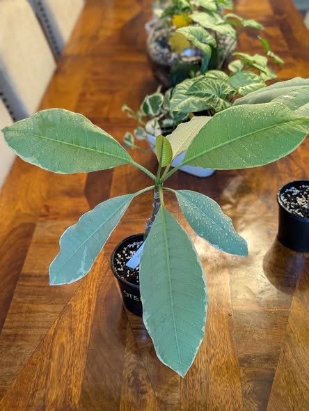 Thai Silver Leaf flowers