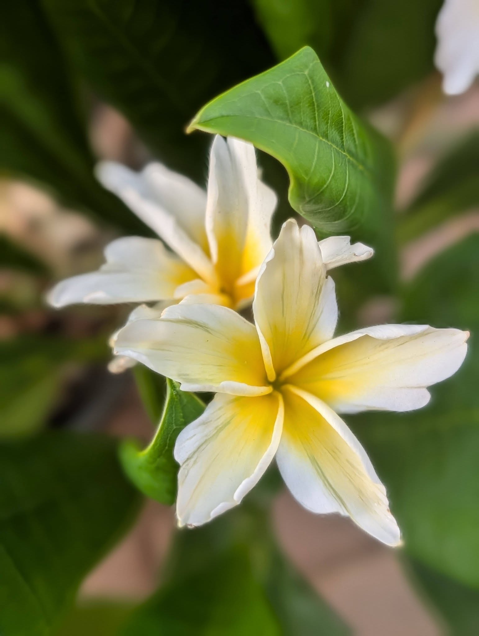 Tinkerbell frangipani flower