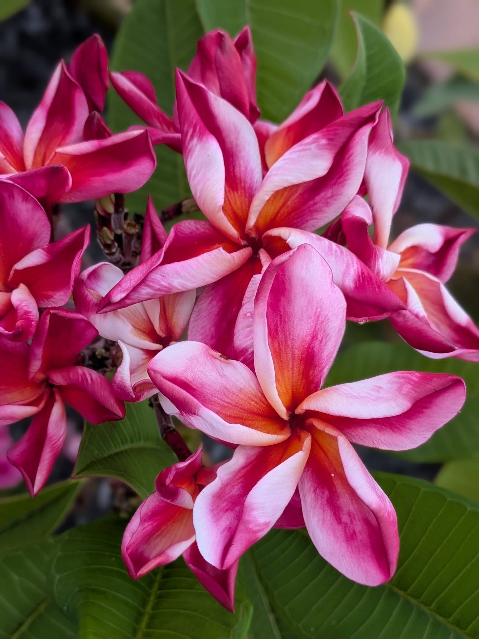 Unforgettable frangipani flowers with spiralling lipstick-pink and orange petals