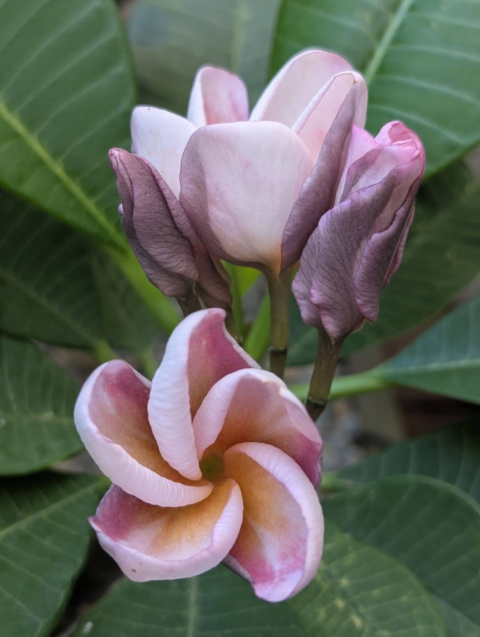 Valkyrie frangipani flower