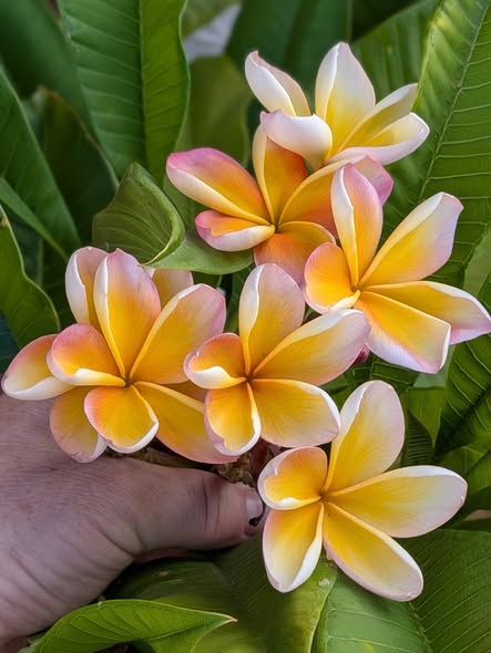 Violet Brown frangipani flower
