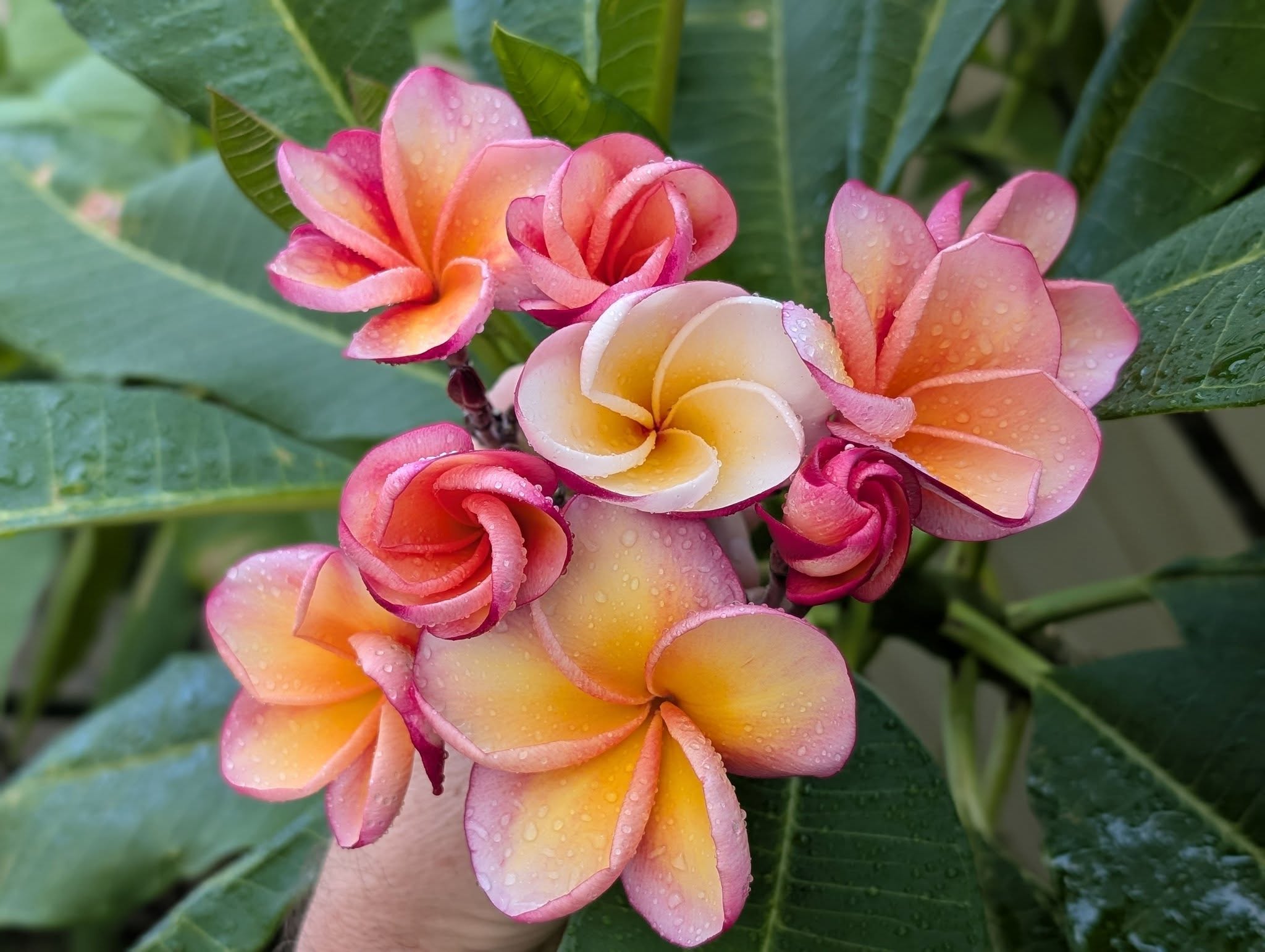 Volcano frangipani flower