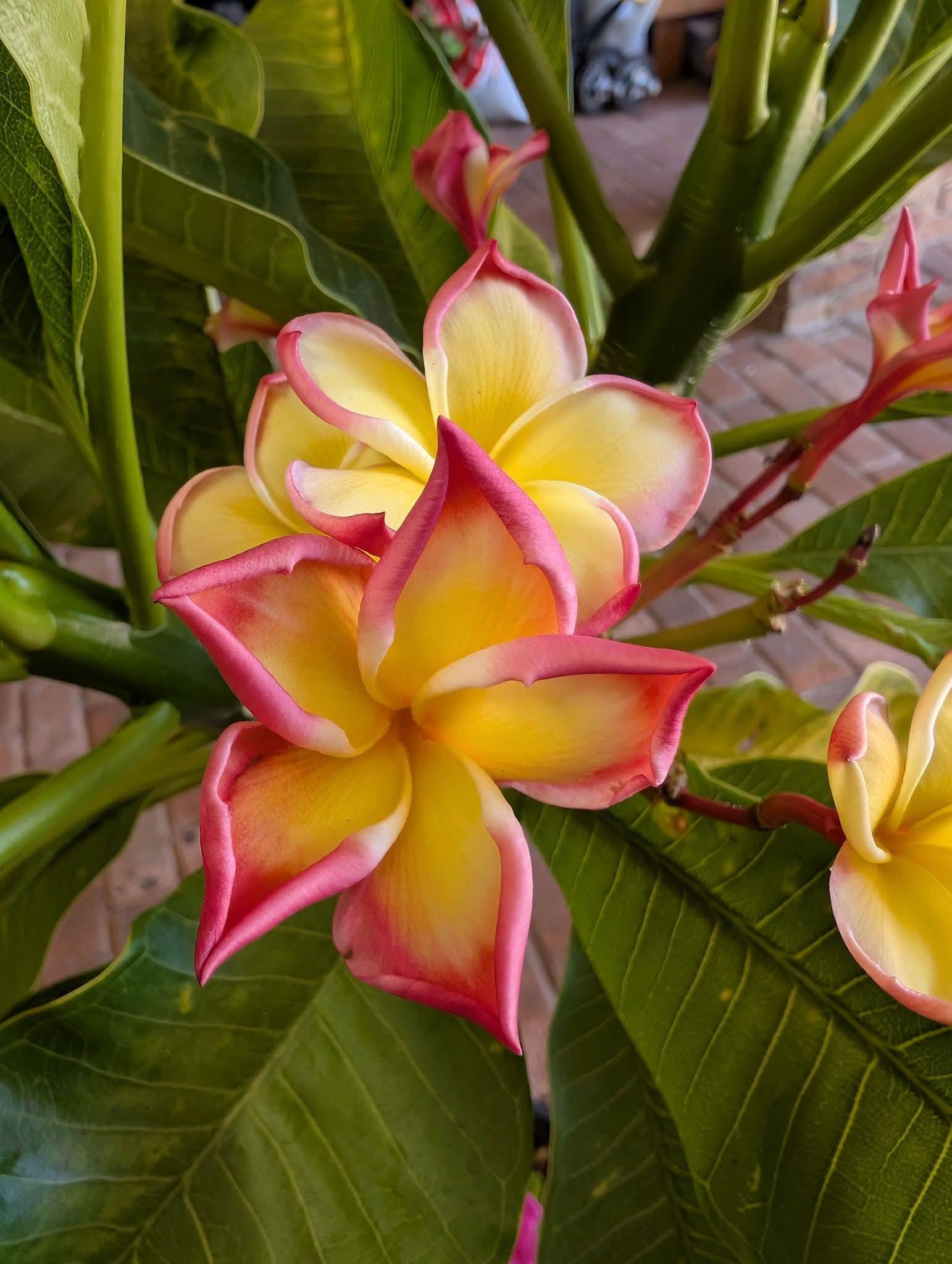 White Swan Princess frangipani flower